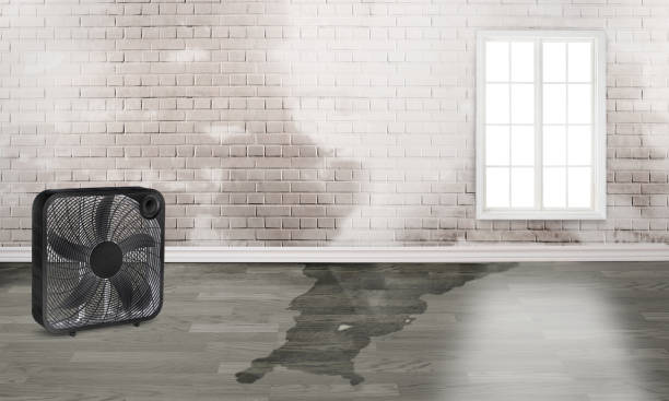 Best Local water damage restoration  in Hanamaulu, HI